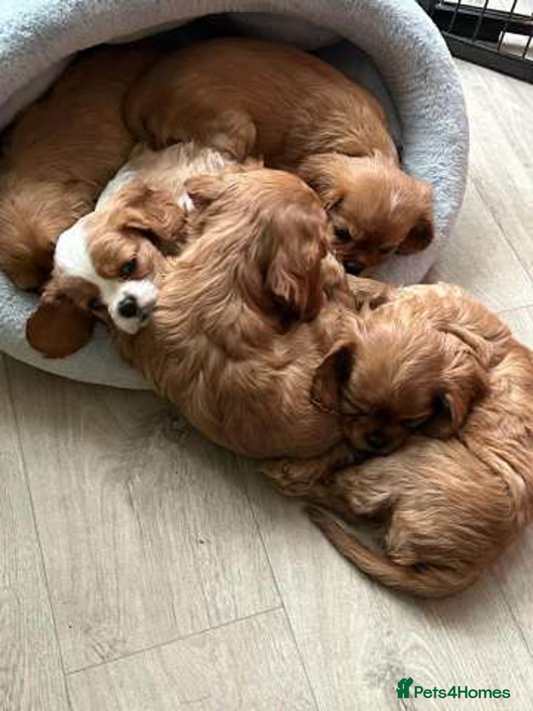 Cavalier King Charles Spaniel dogs for sale: Home trained Cavalier King Charles Spanniel - Advert 7