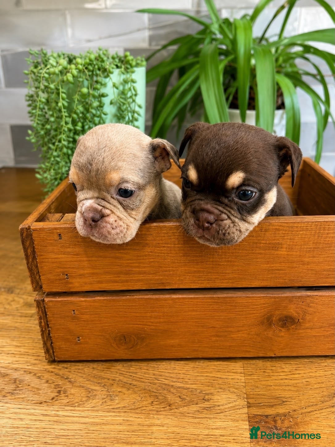 English Bulldog dogs Fabulous Colours Healthy Happy Bulldog Puppies  - Advert 2