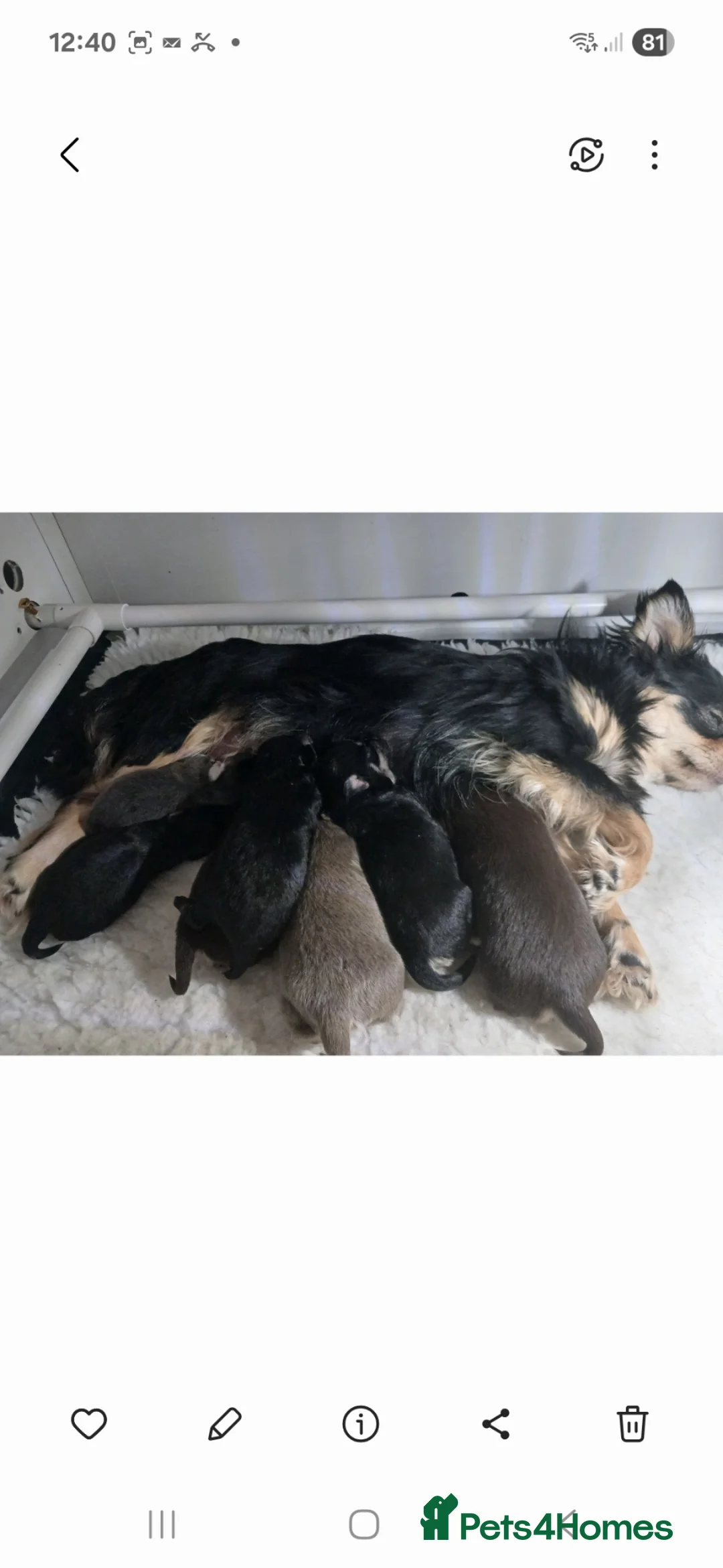 Chihuahua dogs for sale: KC REG LONG HAIR STUNNING PUPPIES - Advert 1