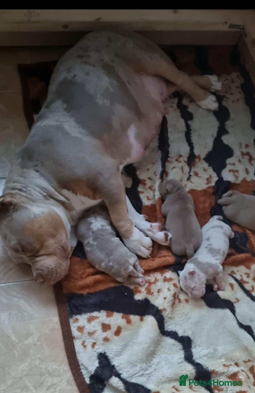 American Bully dogs American pocket bully  - Advert 1