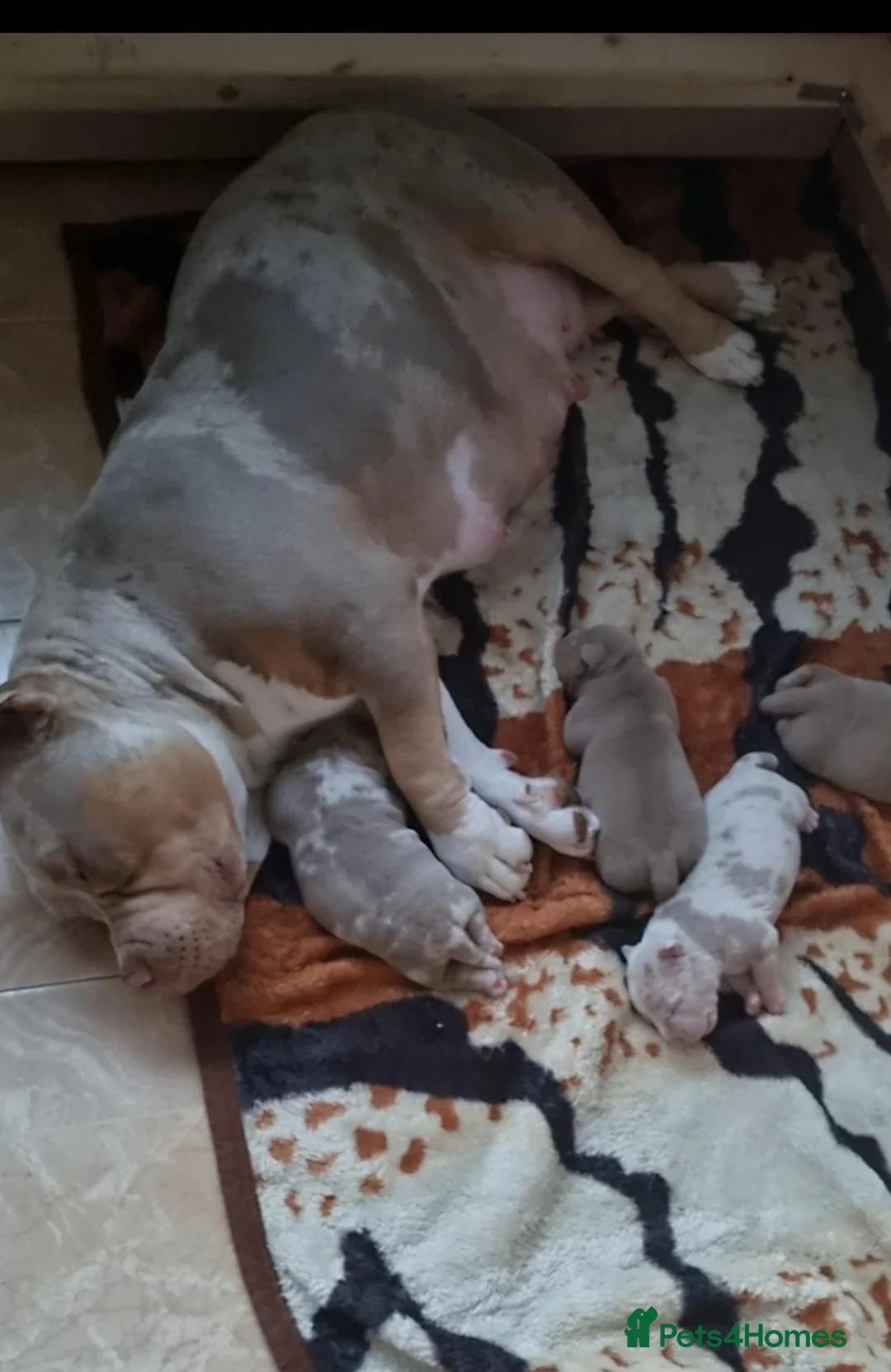 American Bully dogs for sale: American pocket bully  - Advert 1
