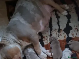 American Bully dogs American pocket bully - Advert 2