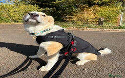 Mixed Breed dogs for sale: 💛🐾 Lovely Lisa 🐾💛 - Image 7