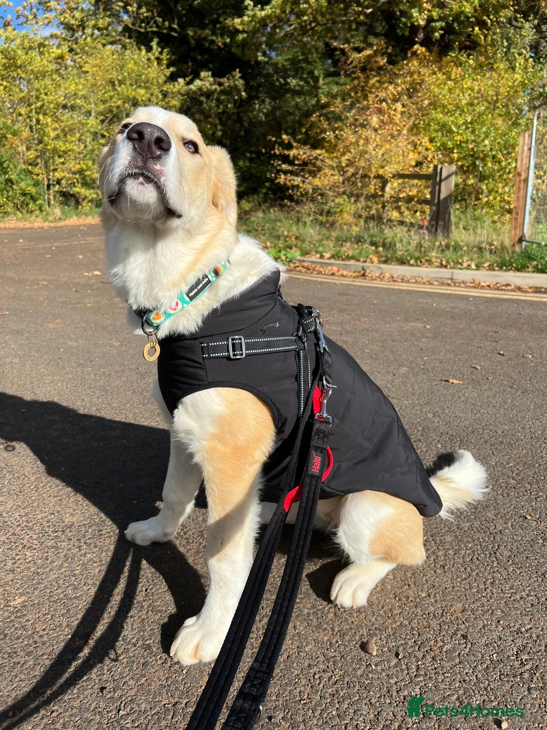 Mixed Breed dogs for sale: 💛🐾 Lovely Lisa 🐾💛 - Image 7