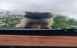Ragdoll cats for stud: Gccf active Ragdoll stud  - Image 4