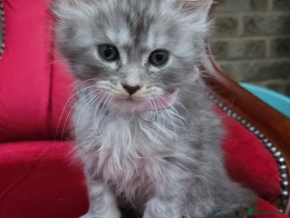 Maine Coon cats SILVER BLACK SMOKE GIRL ✨ READY NOW.. - Advert 12