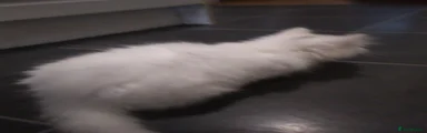 British Longhair Kitten 2