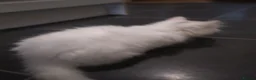 British Longhair cats for sale: Fluffy 1 - Advert 4