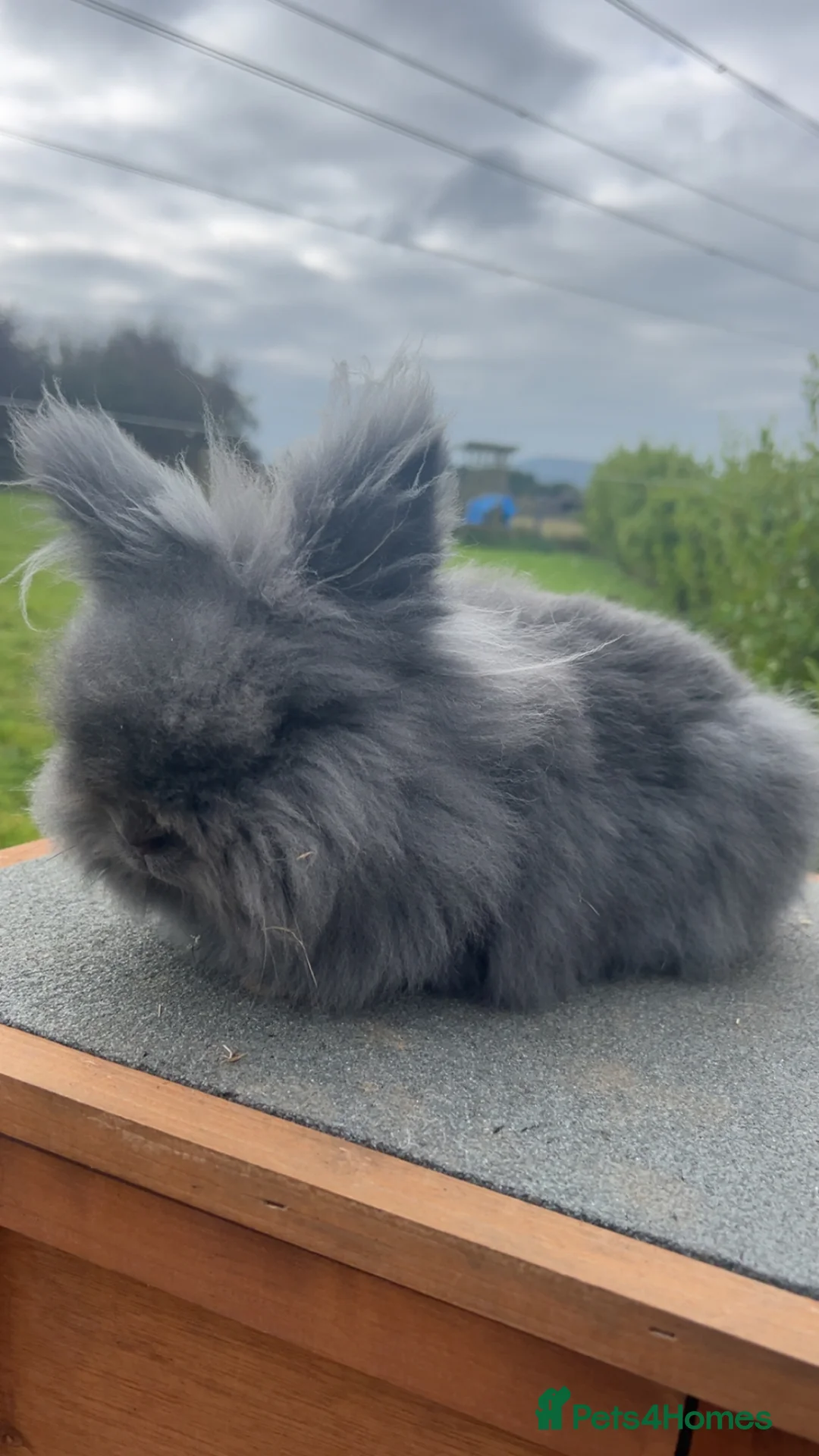 Lionhead rabbits for sale: Lion head rabbit and hutch - Advert 1
