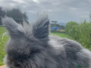 Lionhead rabbits Lion head rabbit and hutch - Advert 4