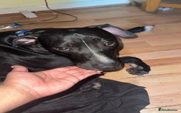 Mixed Breed dogs for sale: Storm (1yr) in need of a kind and loving home - Image 1