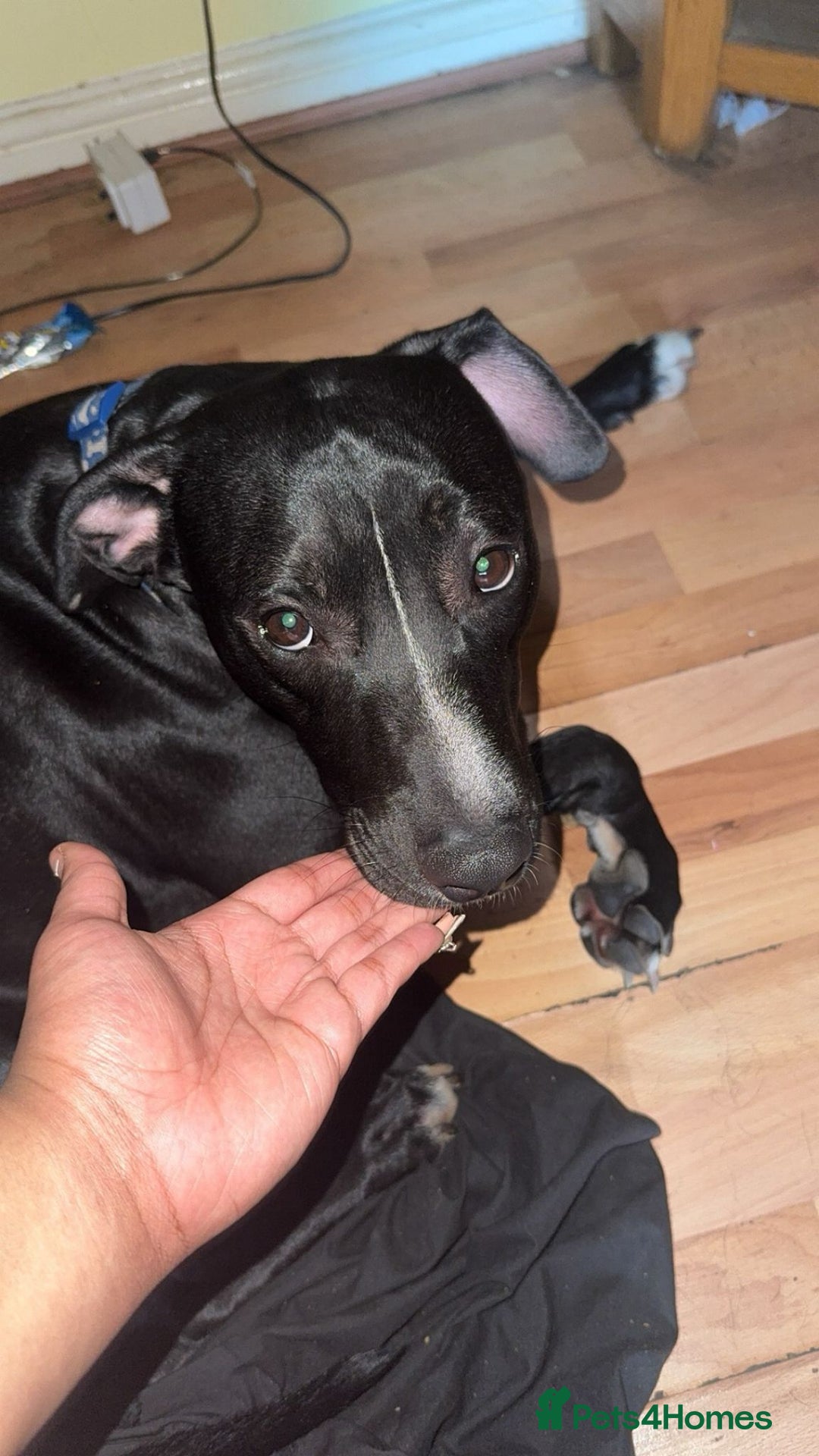 Mixed Breed dogs for sale: Storm (1yr) in need of a kind and loving home - Image 1