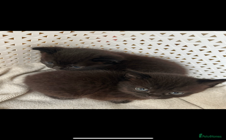 Bombay cats - Advert 2