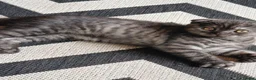 British Shorthair cats for sale: A BSH /Scottish Fold male kitten  - Advert 5
