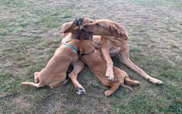 Labrador Retriever dogs for sale: Female fox Red Labrador  puppy  - Image 7