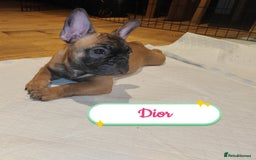 French Bulldog dogs for sale: 🌟 Beautiful French Bulldog Puppies  - Advert 3
