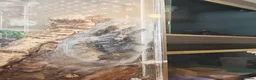 Tarantulas invertebrates for sale: tarantulas, Scorpions, Geckos,bugs and snails. - Advert 33