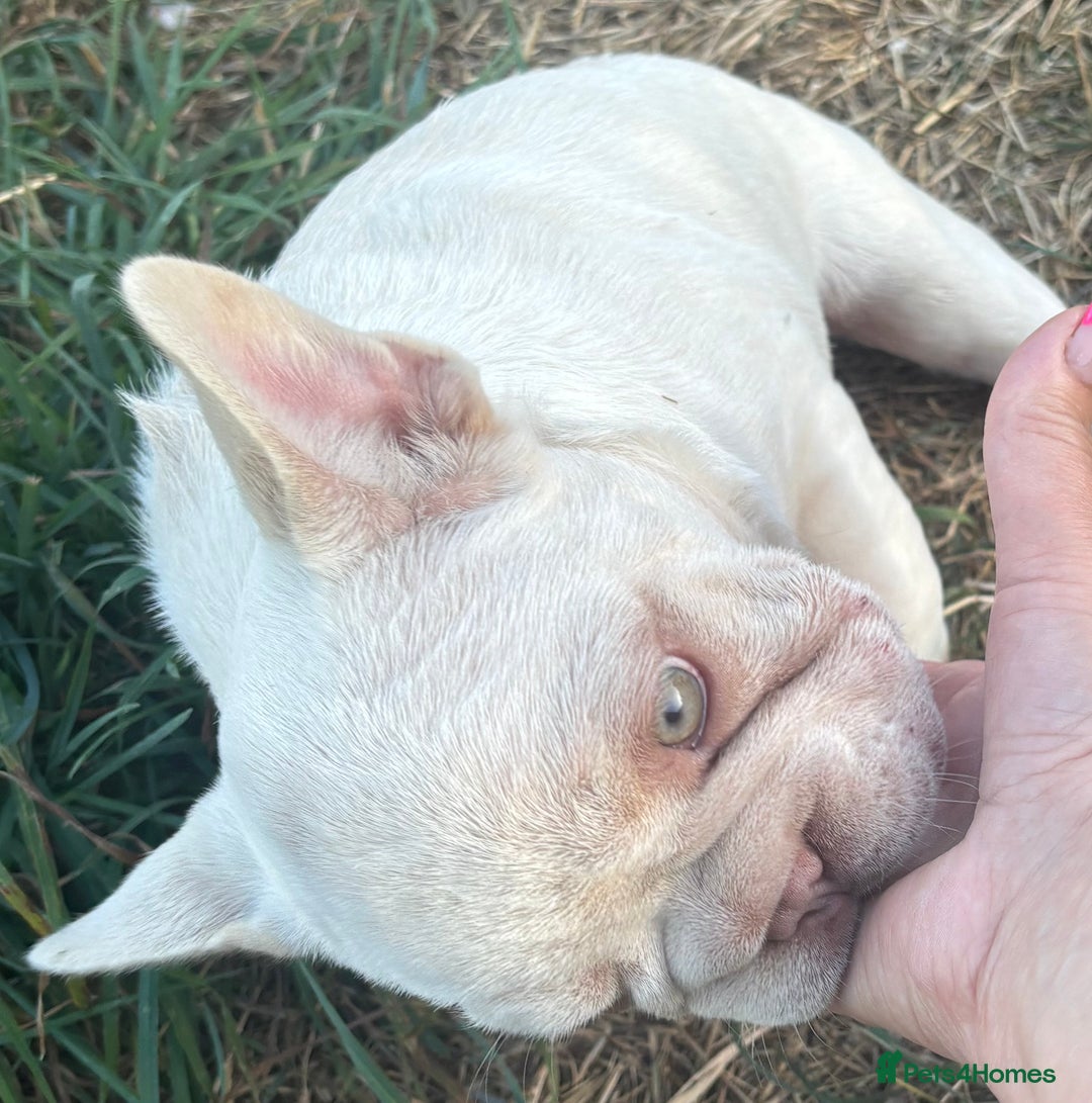 French Bulldog dogs for sale: Isabella wrapped in cream, fluffy carrier - Image 6