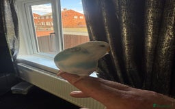 Budgerigars birds for sale: Budgie for sale with cage - Image 3