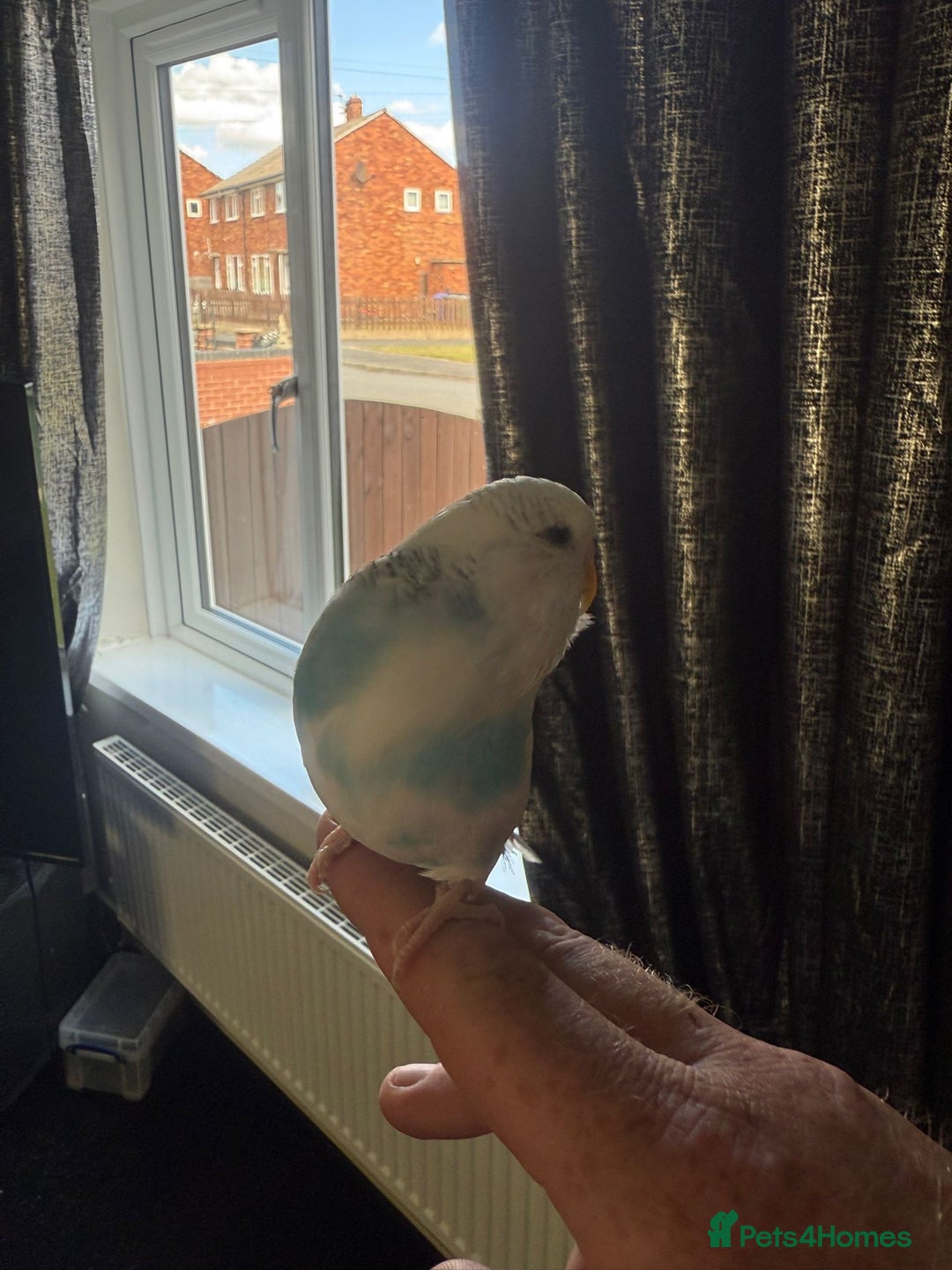 Budgerigars birds for sale: Budgie for sale with cage - Image 3