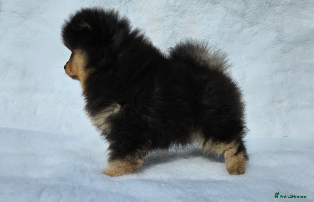 Pomeranian dogs for sale: Tiny Russian-Line Black & Tan Girls – Ready Now - Image 6