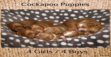 Cockapoo dogs - Advert 2