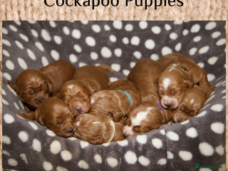 Cockapoo dogs - Advert 20