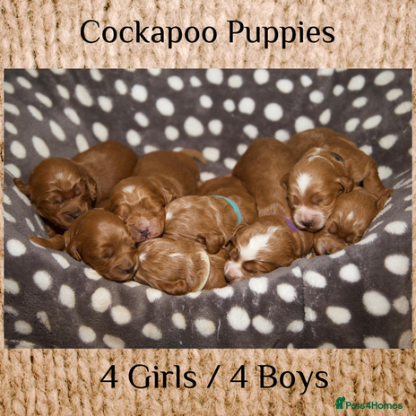 Cockapoo dogs - Advert 1