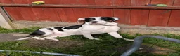 Mixed Breed dogs for sale: Female staffies cross-Daisy in Stoke-on-Trent - Advert 5