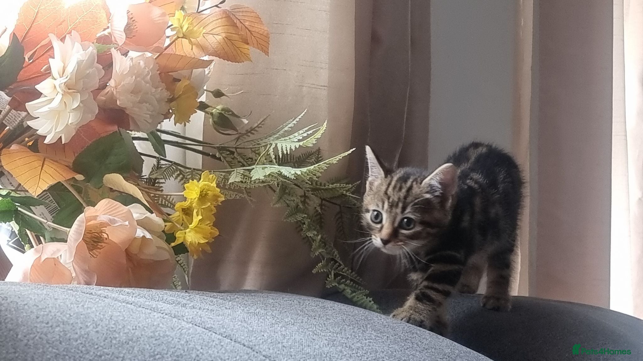 Domestic Shorthair cats Beautiful kittens for sale /see pictures - Advert 7