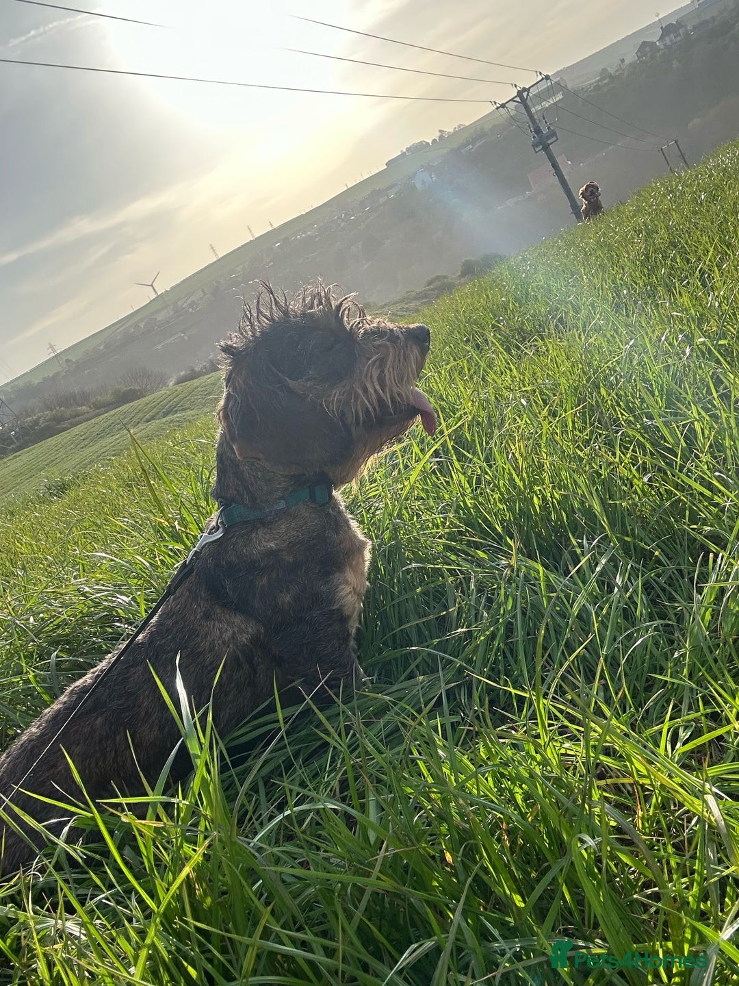 Dachshund dogs for sale: Dachshund male - Advert 3