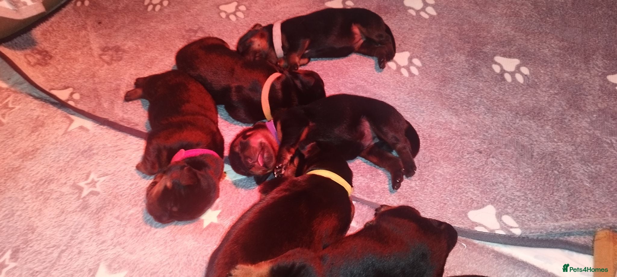 Rottweiler dogs Rottweiler puppies for sale - Advert 15