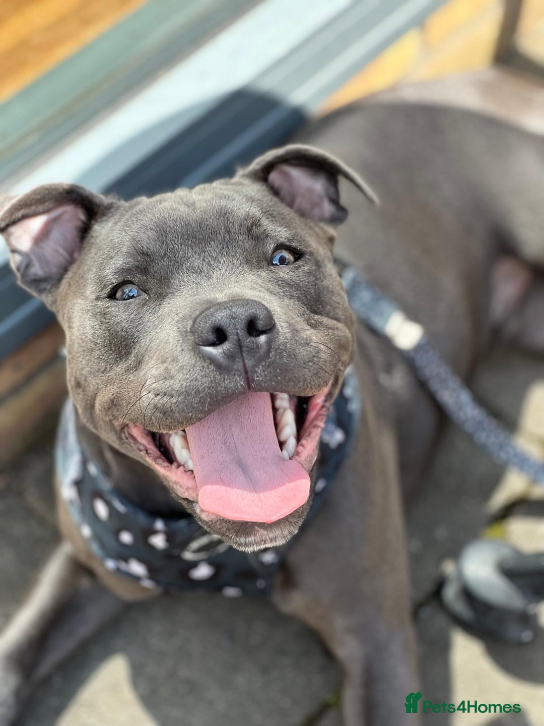 Staffordshire Bull Terrier dogs for stud: Blue Staffy 3 Years Old - Advert 4