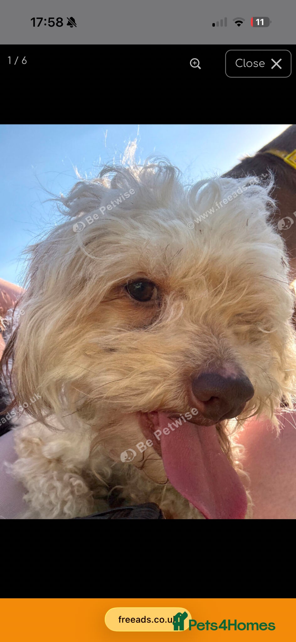 Yorkiepoo dogs Peaches and teddy  - Advert 8