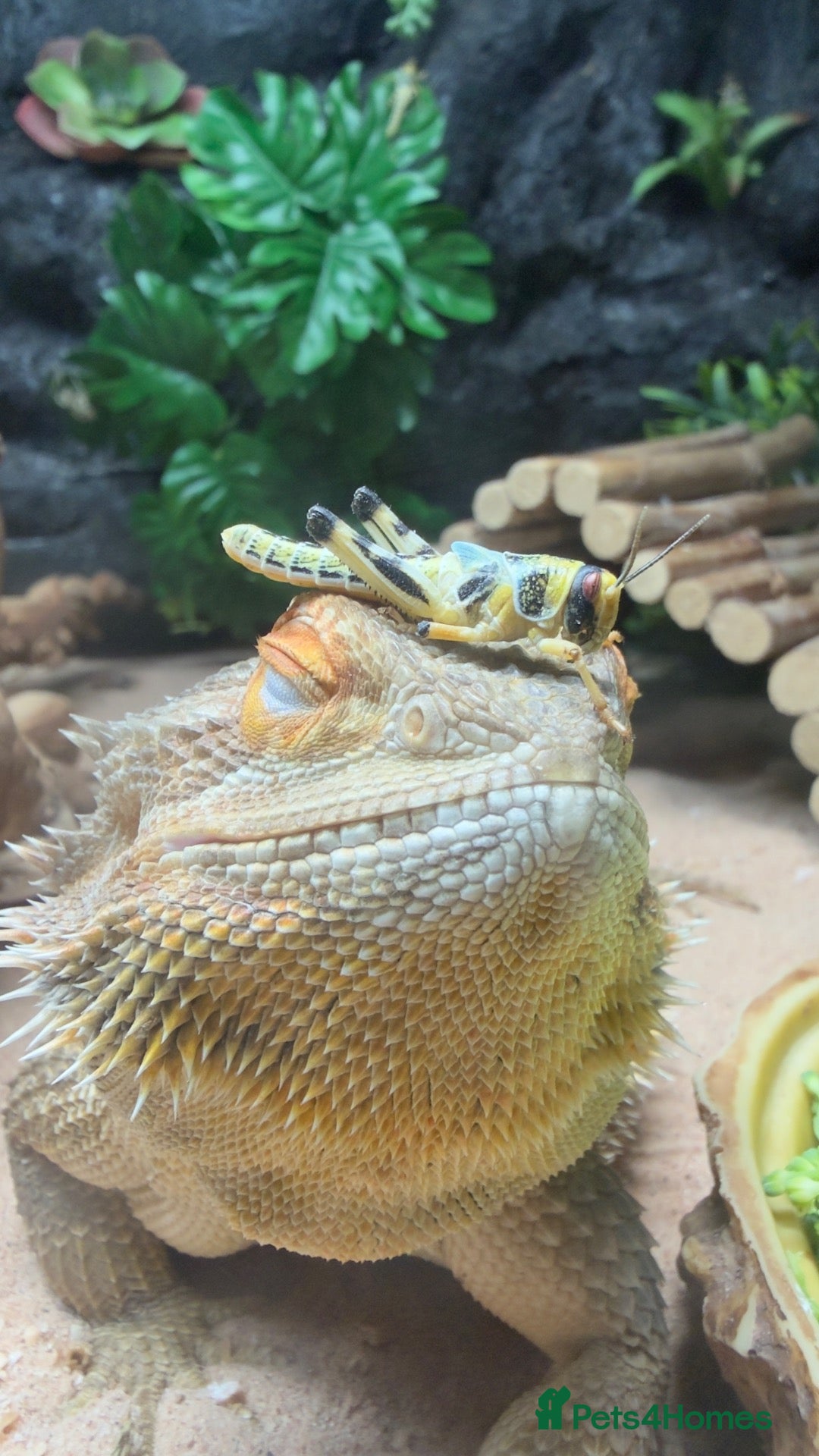 Bearded Dragon reptiles for sale: Female bearded dragon with vivarium  - Advert 1
