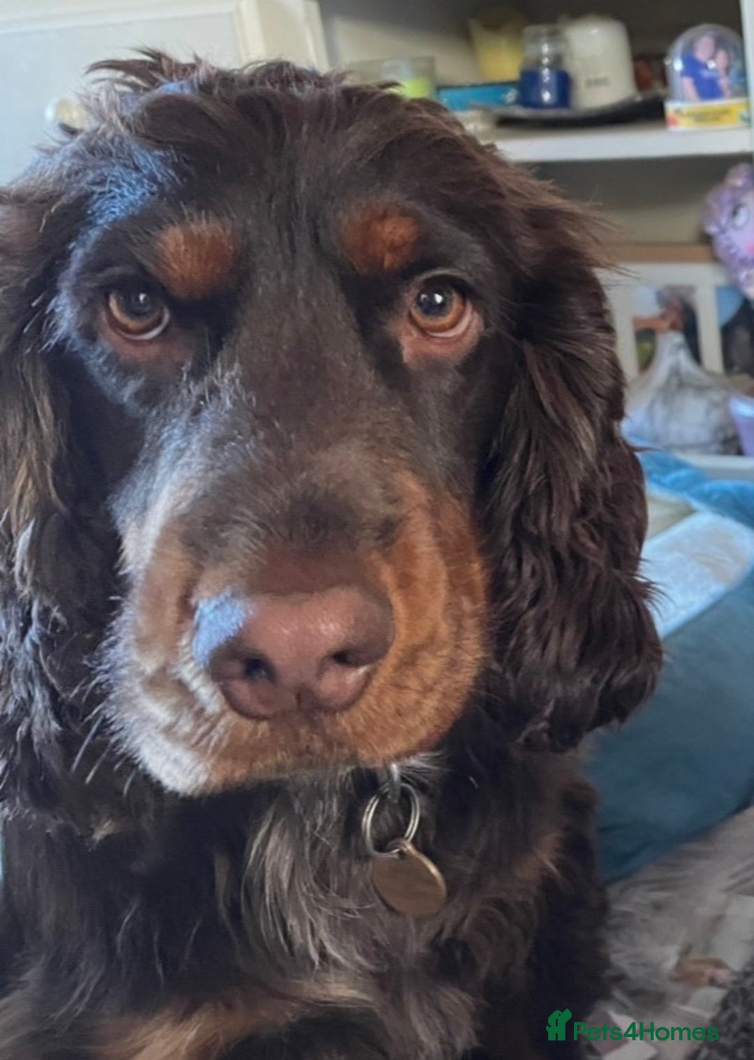 Cocker Spaniel dogs for sale: 🐾 Adorable Cocker Spaniel Puppies - Ready Soon!🐾 - Advert 2