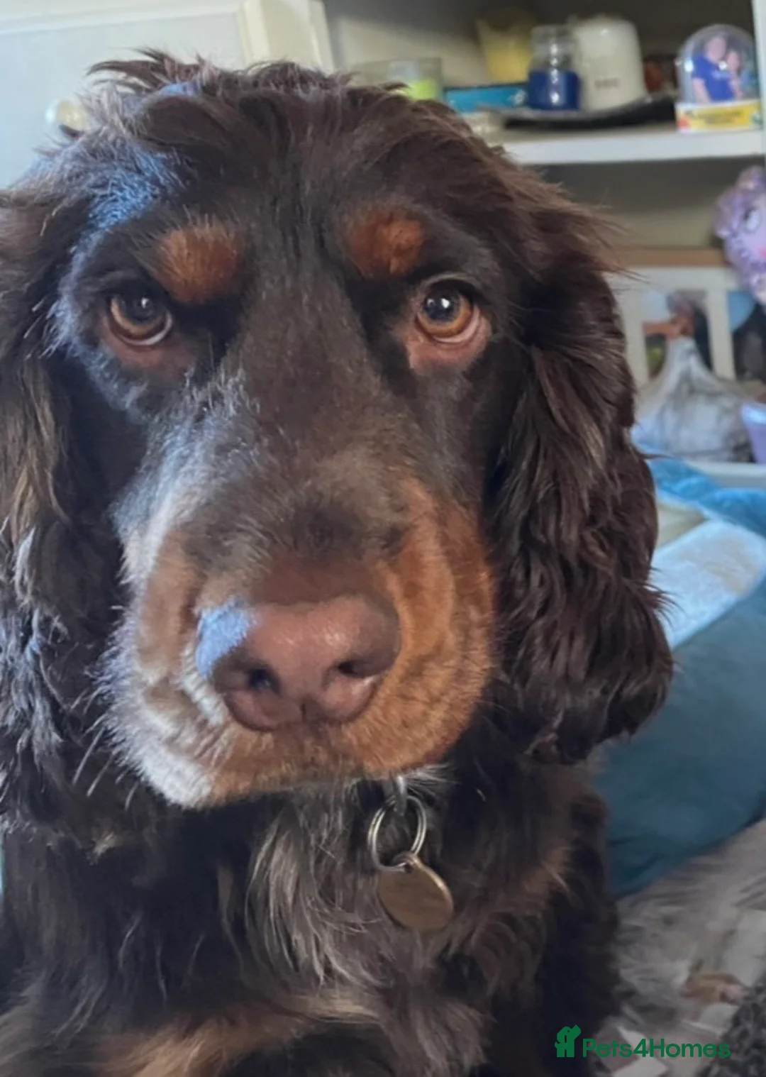 Cocker Spaniel dogs for sale: 🐾Adorable Cocker Spaniel pups - ALL SOLD 🐾 - Advert 2