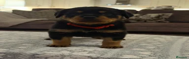 Rottweiler 4