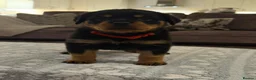 Rottweiler dogs for sale: STUNNING ROTTWEILER PUPS AVAILABLE  in Leicester - Advert 5