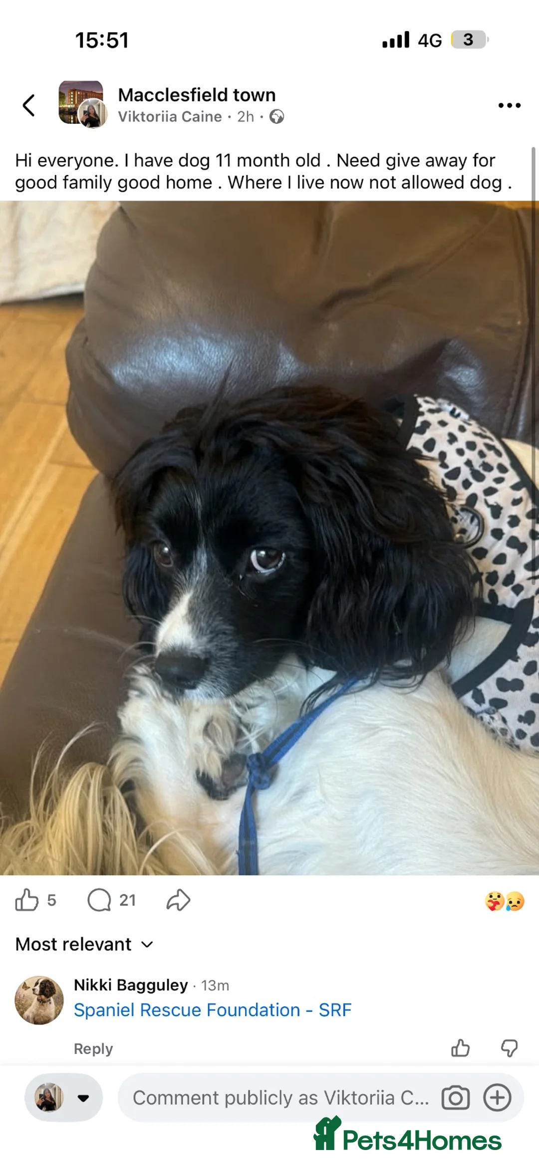 English Springer Spaniel dogs for sale:  Springer Spaniel Looking for a Forever Home ❤️ - Advert 3