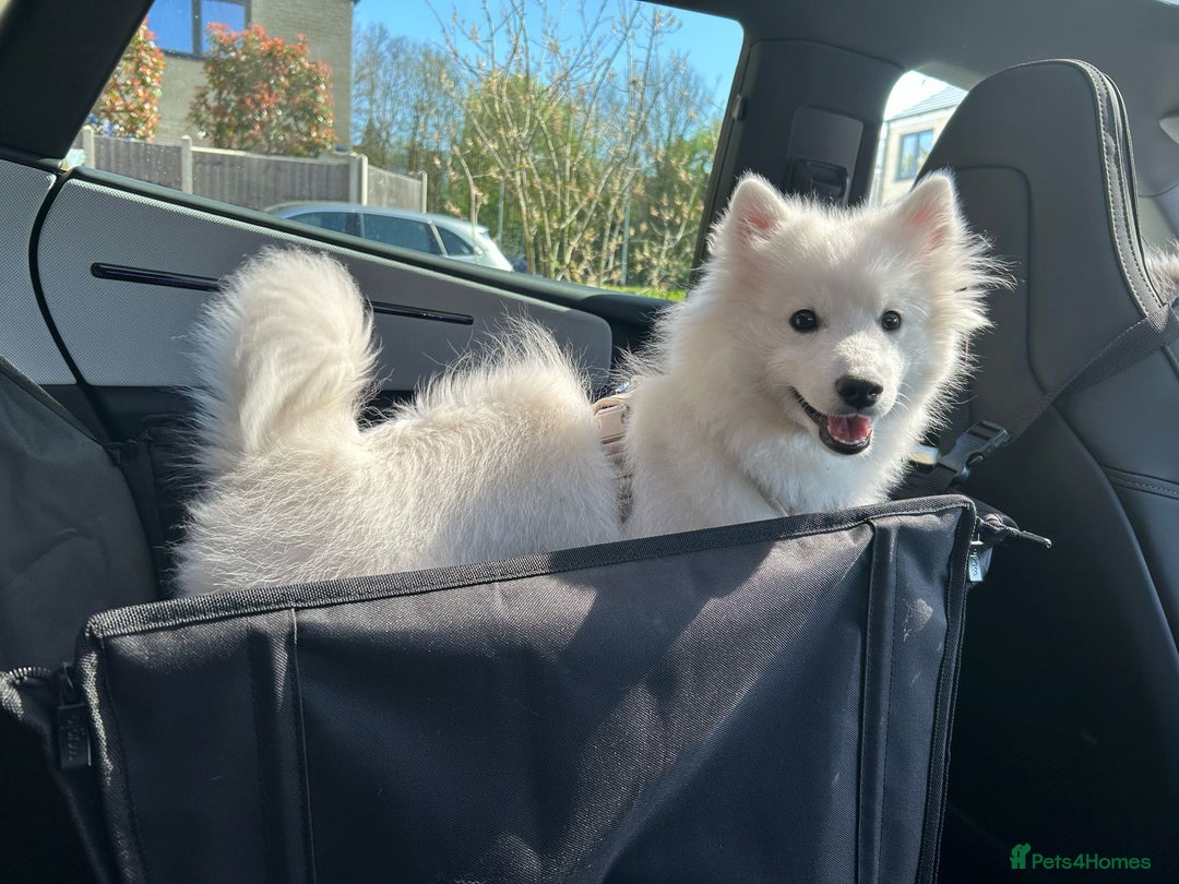 Japanese Spitz dogs for stud: Healthy Japanese Spitz KC Registered Male for Stud - Advert 11