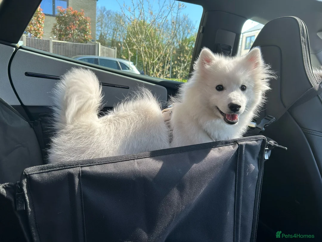 Japanese Spitz dogs for stud: Healthy Japanese Spitz KC Registered Male for Stud - Advert 11