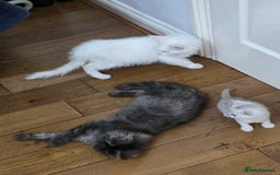 Maine Coon cats for sale: Pedigree XL Mainecoon kittens - Image 27