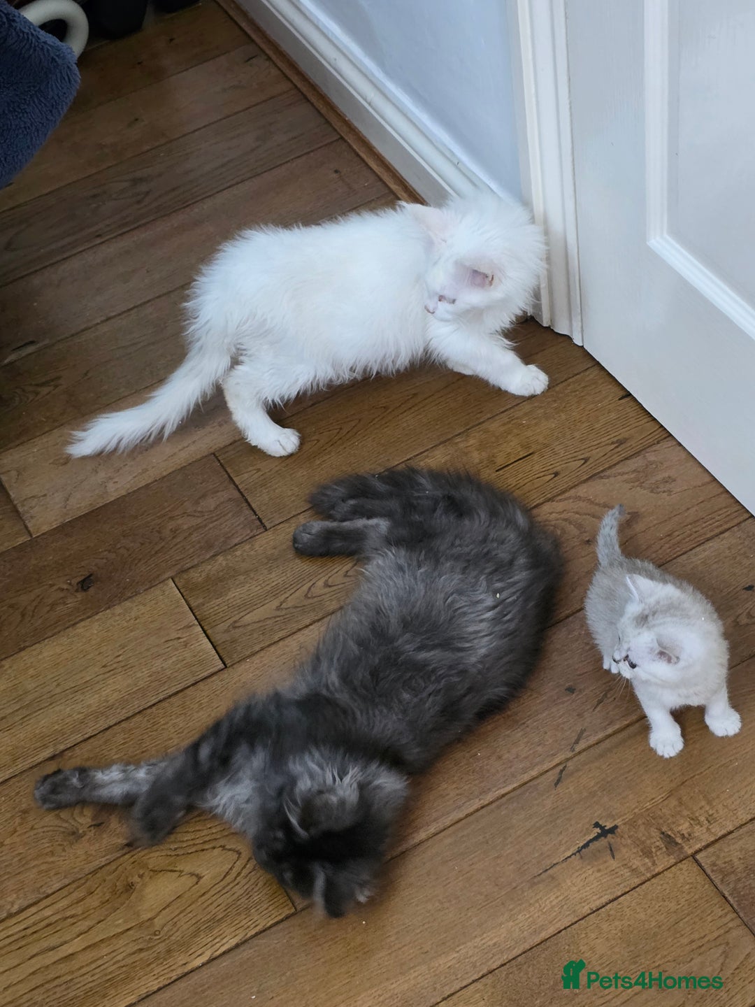 Maine Coon cats for sale: Pedigree XL Mainecoon kittens - Image 27