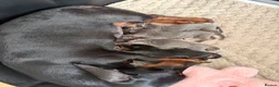 Miniature Dachshund dogs for sale: 4 miniature daschund puppies - Advert 6