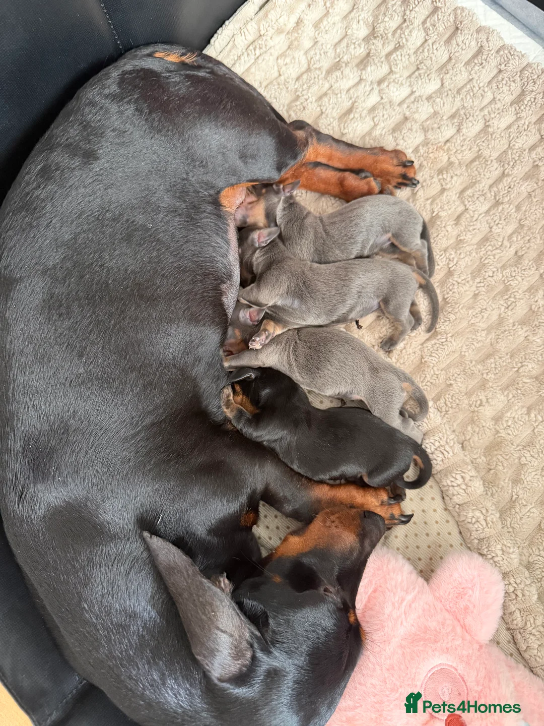 Miniature Dachshund dogs for sale: 4 miniature daschund puppies - Advert 6