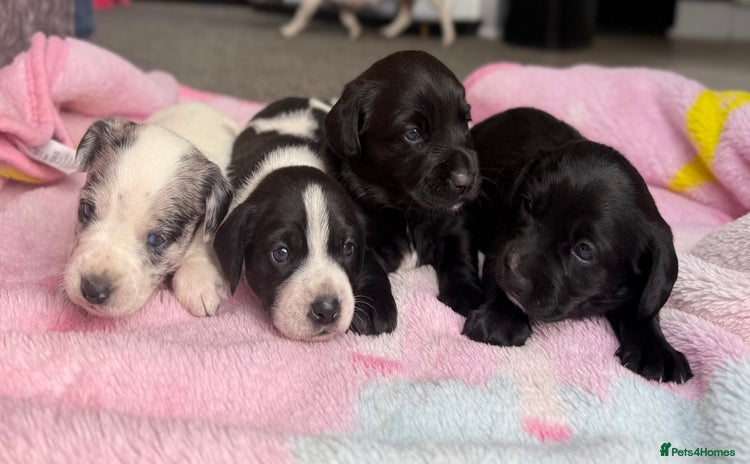 Mixed Breed dogs - Advert 7