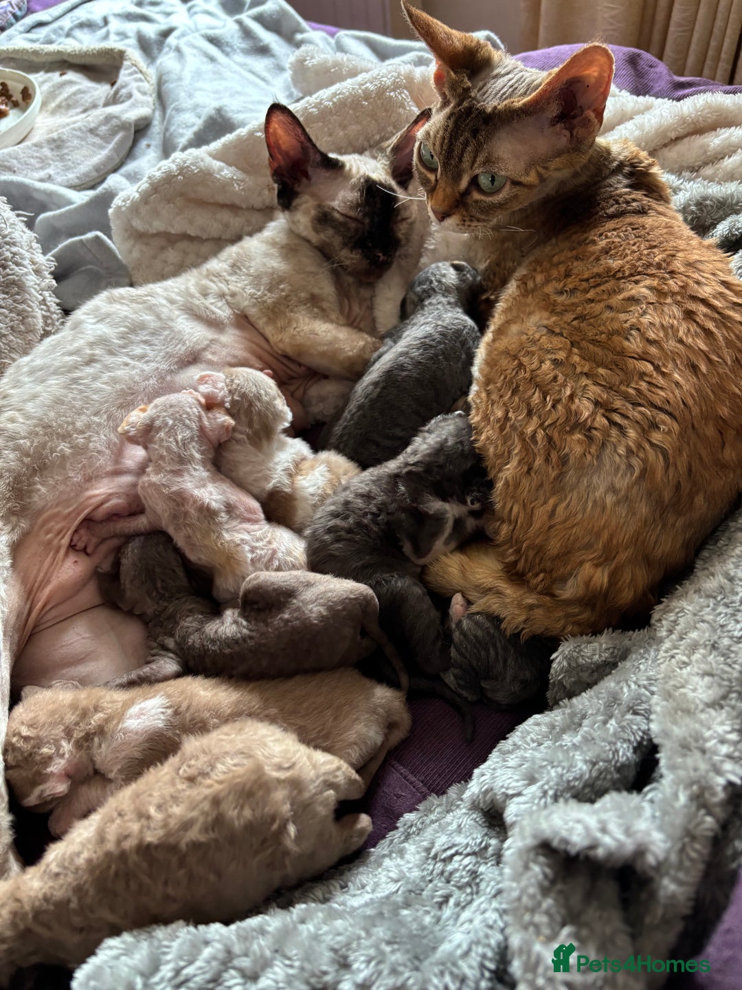 Devon Rex cats for sale: Devon Rex Kitten - Image 5
