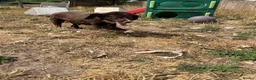 Cocker Spaniel dogs for sale: Choccy - Advert 3