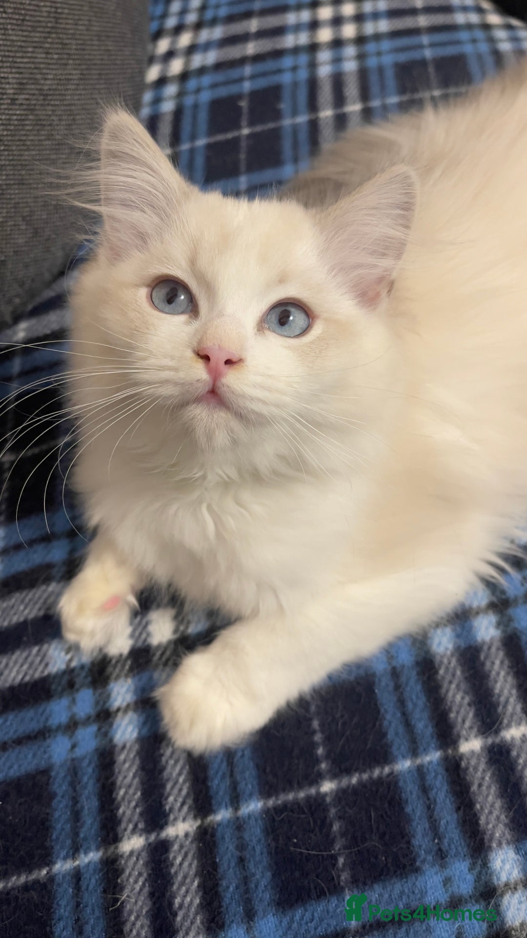 Ragdoll cats for sale: 🌟 Stunning TICA Ragdoll Kittens – Ready Now! - Advert 3